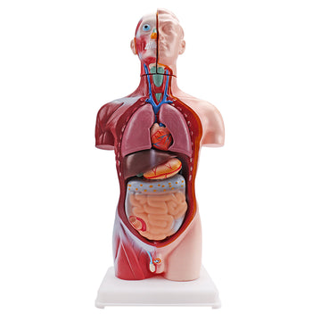 42cm Human Torso Demonstration Model