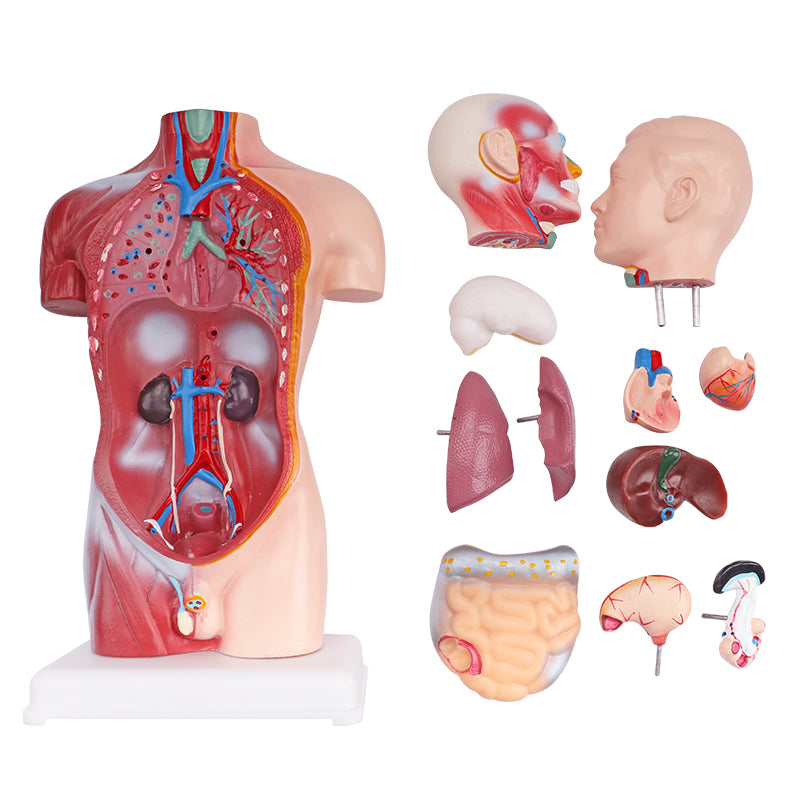 42cm Human Torso Demonstration Model