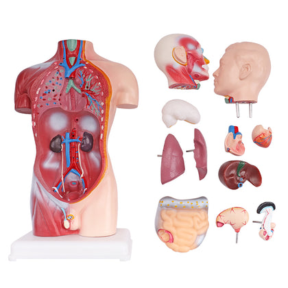 42cm Human Torso Demonstration Model