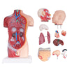 42cm Human Torso Demonstration Model