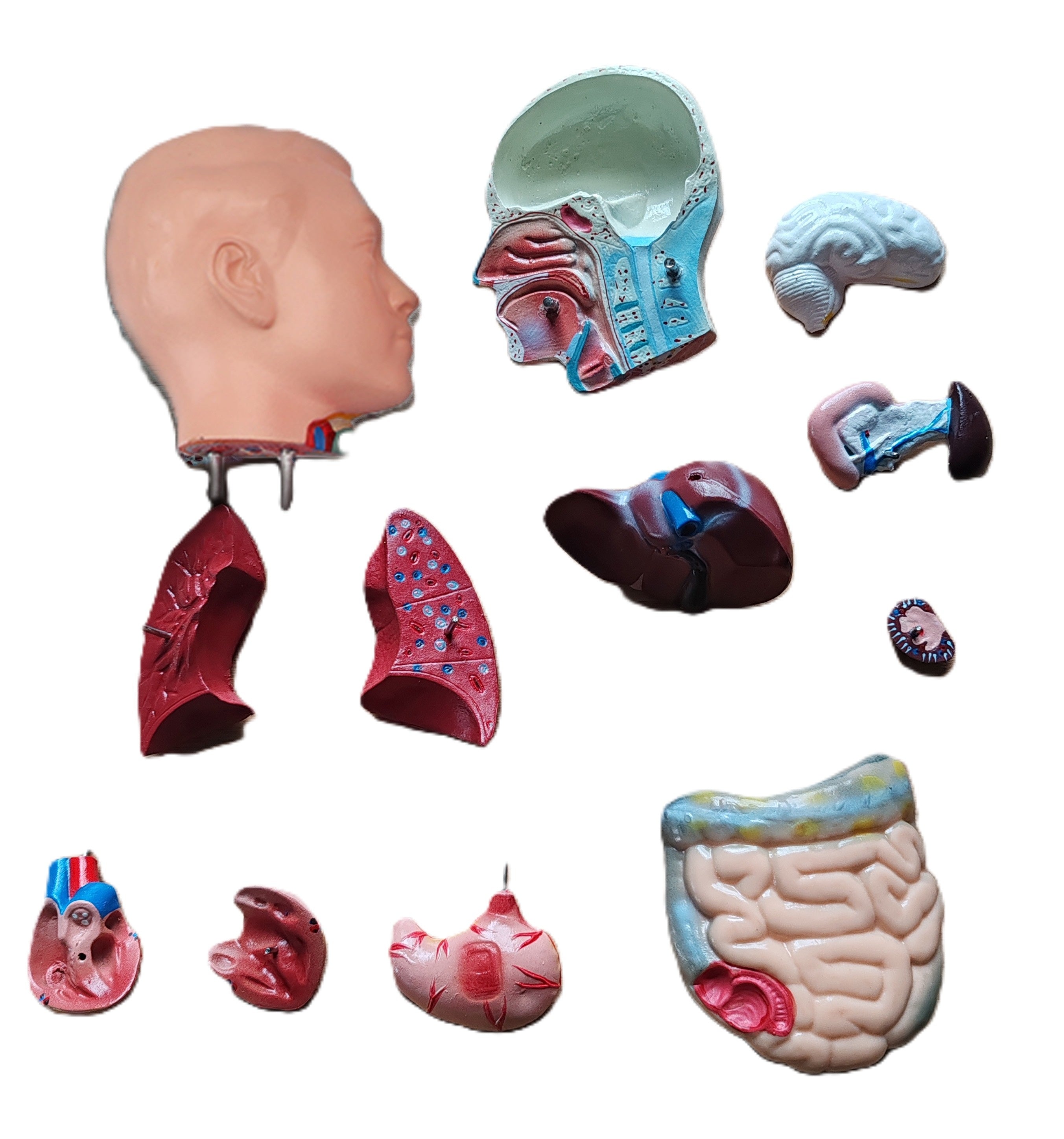 42cm Human Torso Demonstration Model