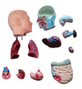 42cm Human Torso Demonstration Model