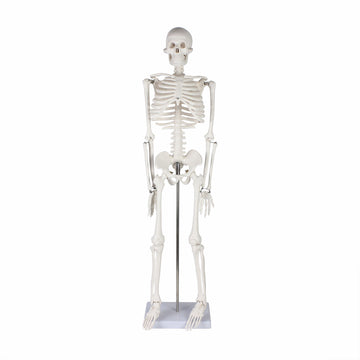 Life-size Human Skeleton Model