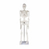 Life-size Human Skeleton Model