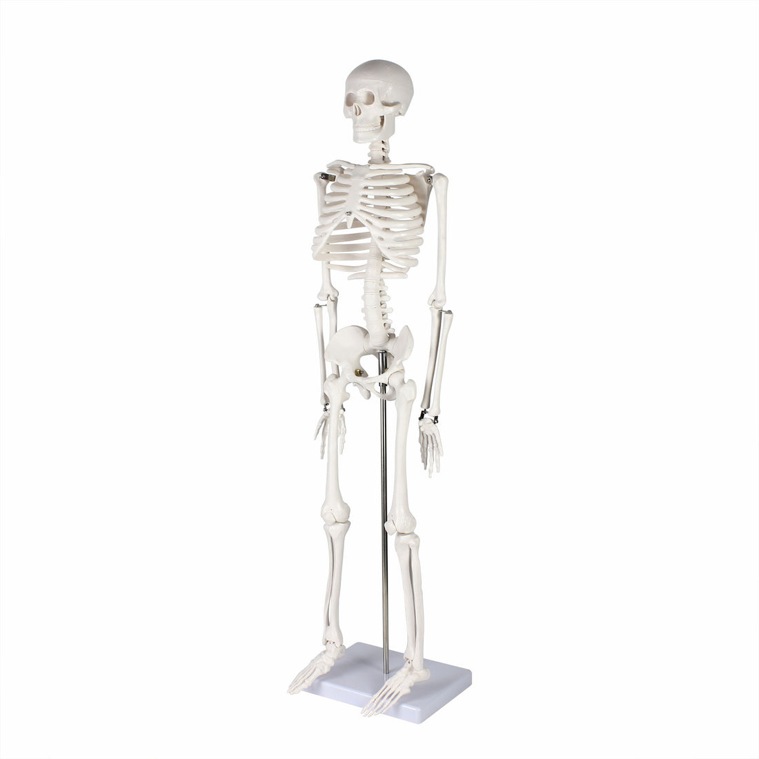 Life-size Human Skeleton Model