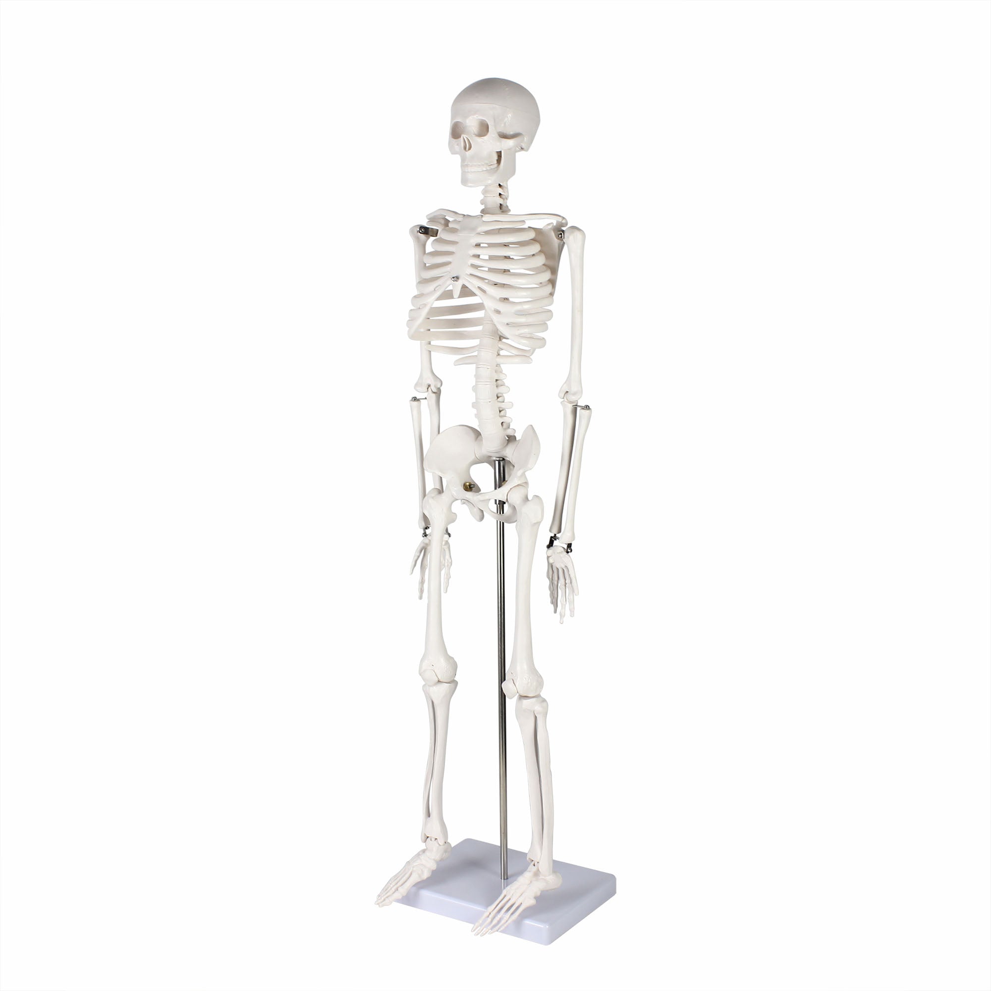 Life-size Human Skeleton Model