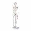 Life-size Human Skeleton Model