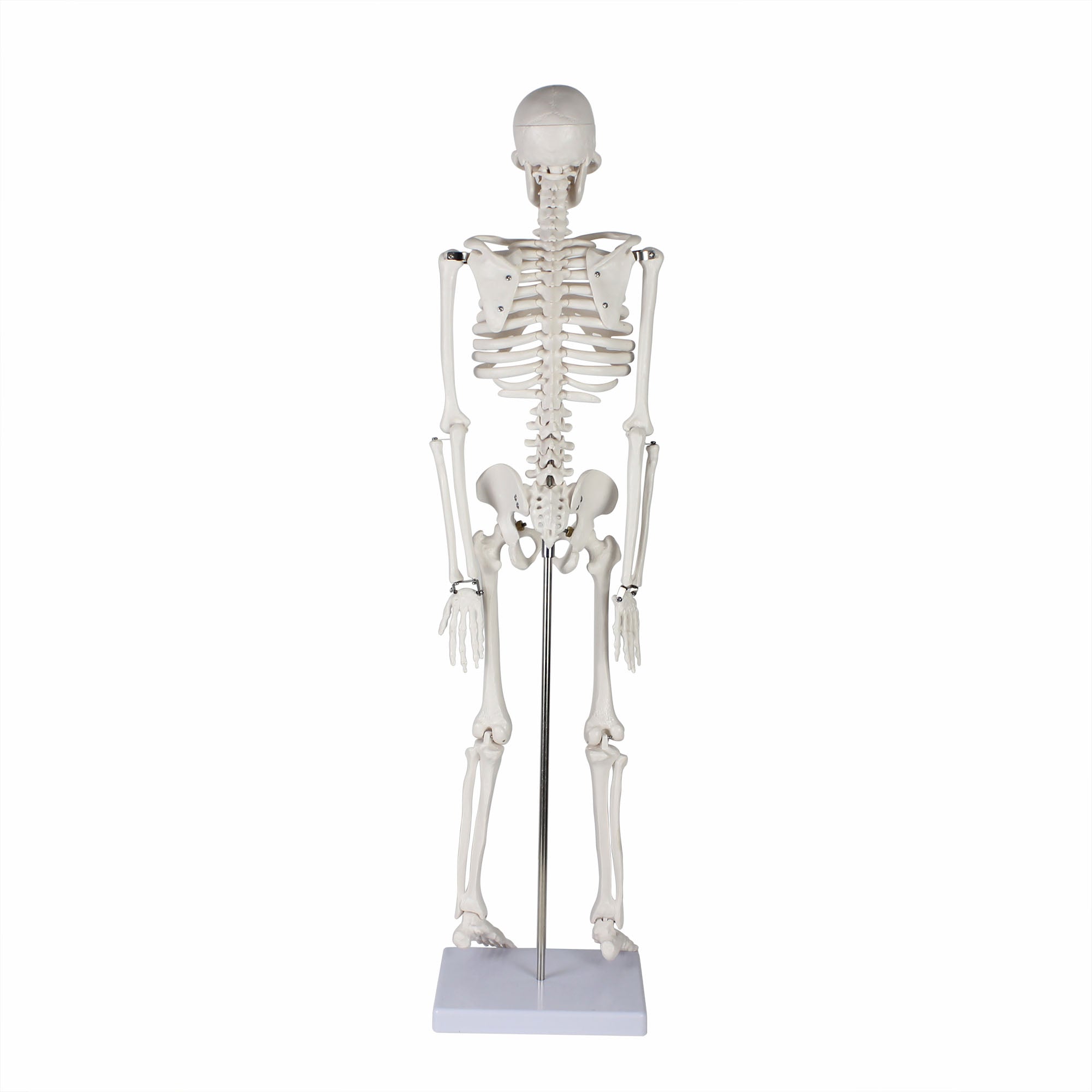 Life-size Human Skeleton Model
