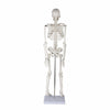 Life-size Human Skeleton Model