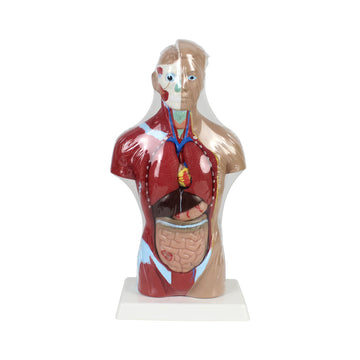 Quarter Scale Torso Demonstration Model