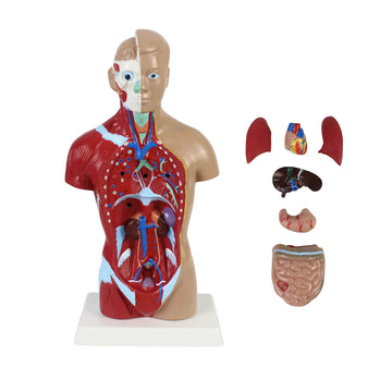 Quarter Scale Torso Demonstration Model