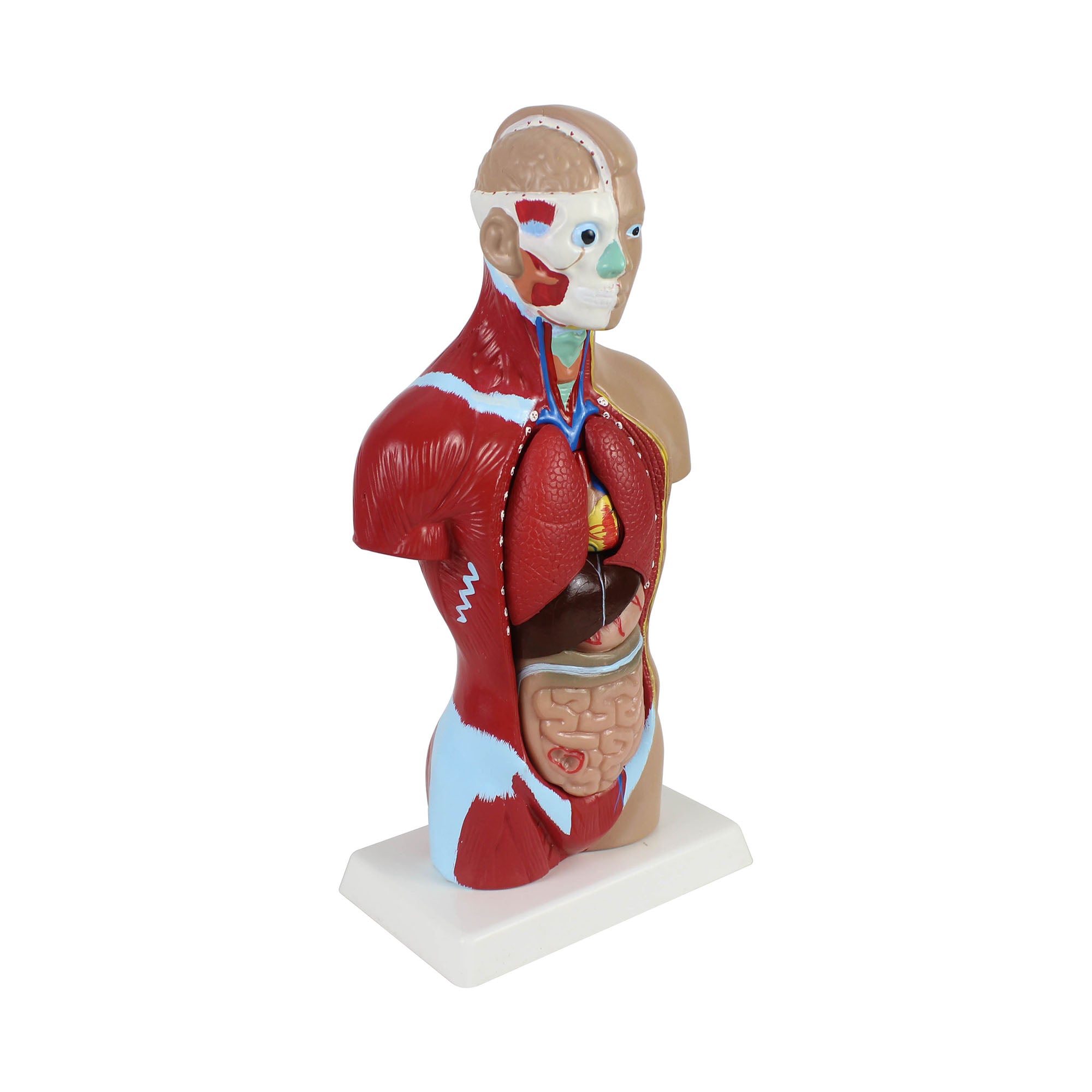 Quarter Scale Torso Demonstration Model