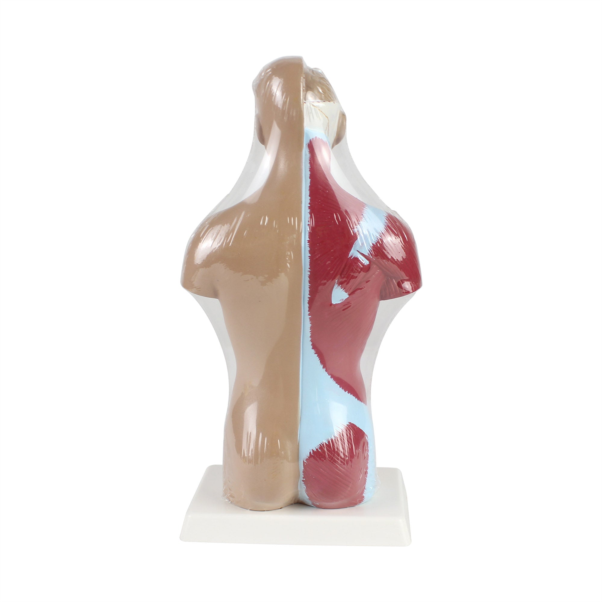 Quarter Scale Torso Demonstration Model