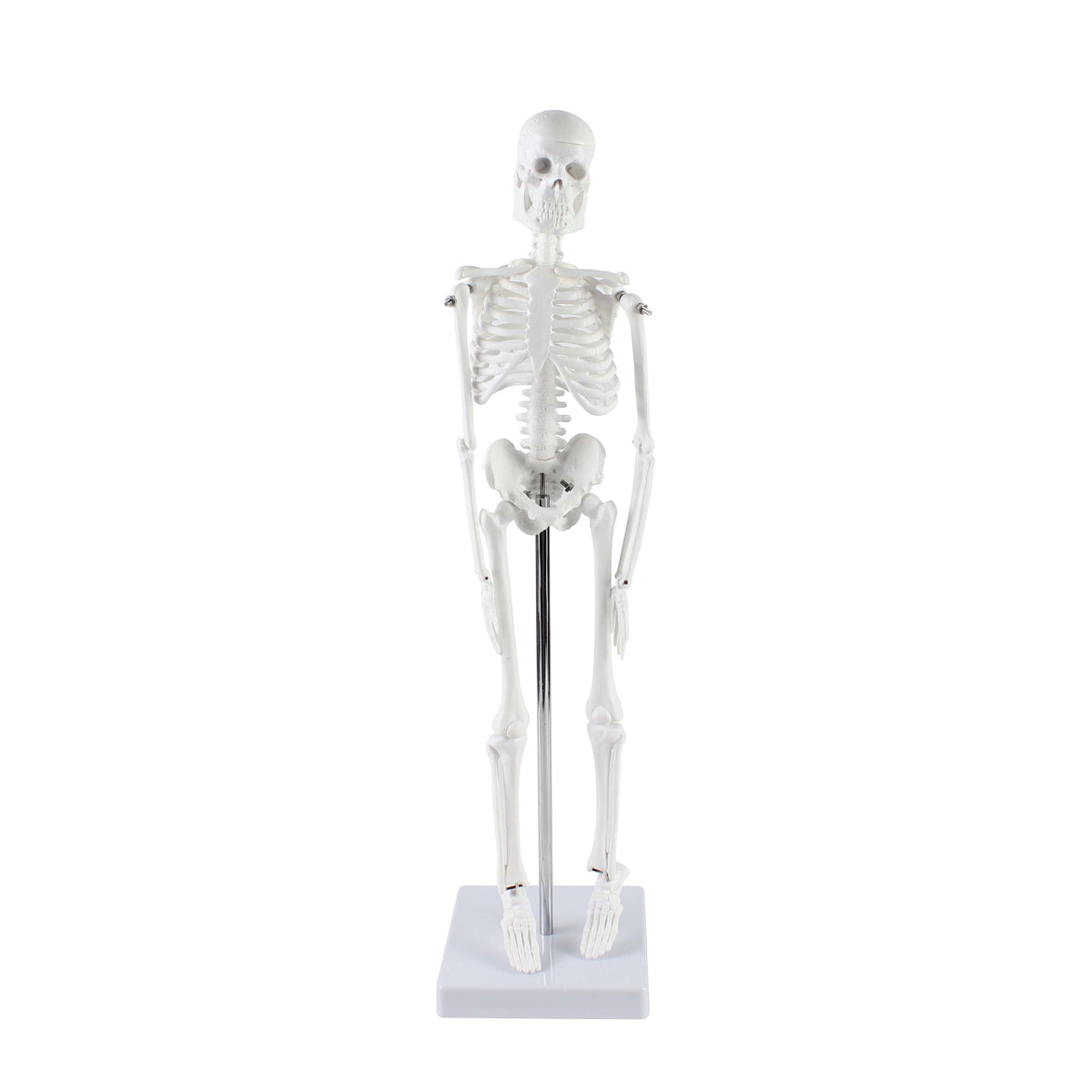 Little Skeleton Models Mini Skeleton Model – www.texet.com