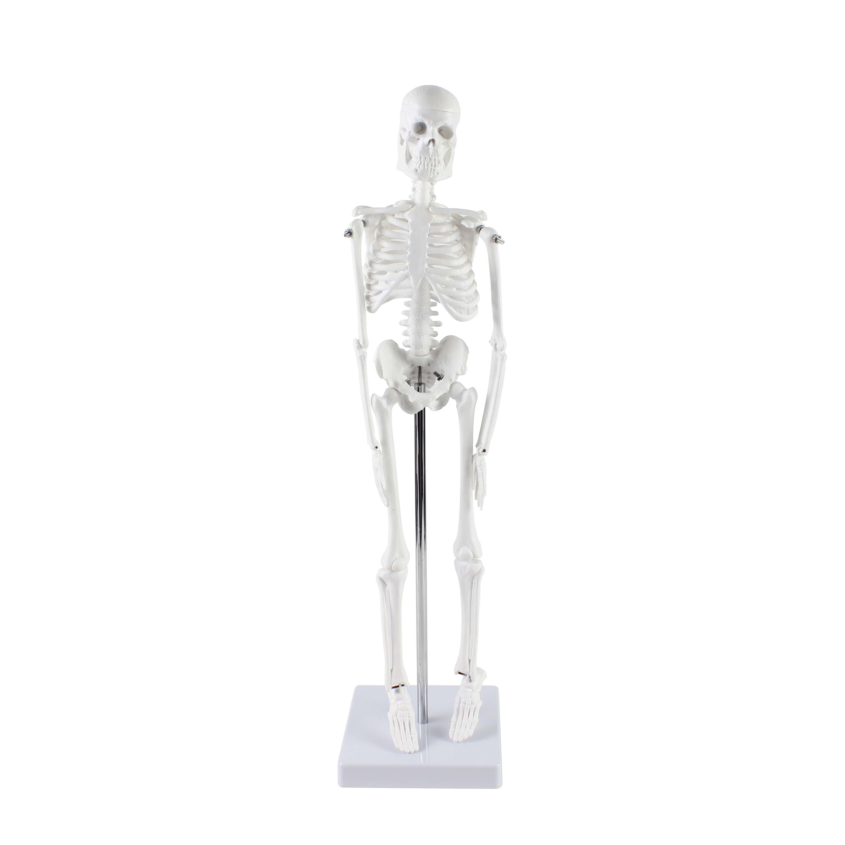 Mini Skeleton Model