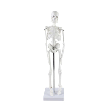 Mini Skeleton Model