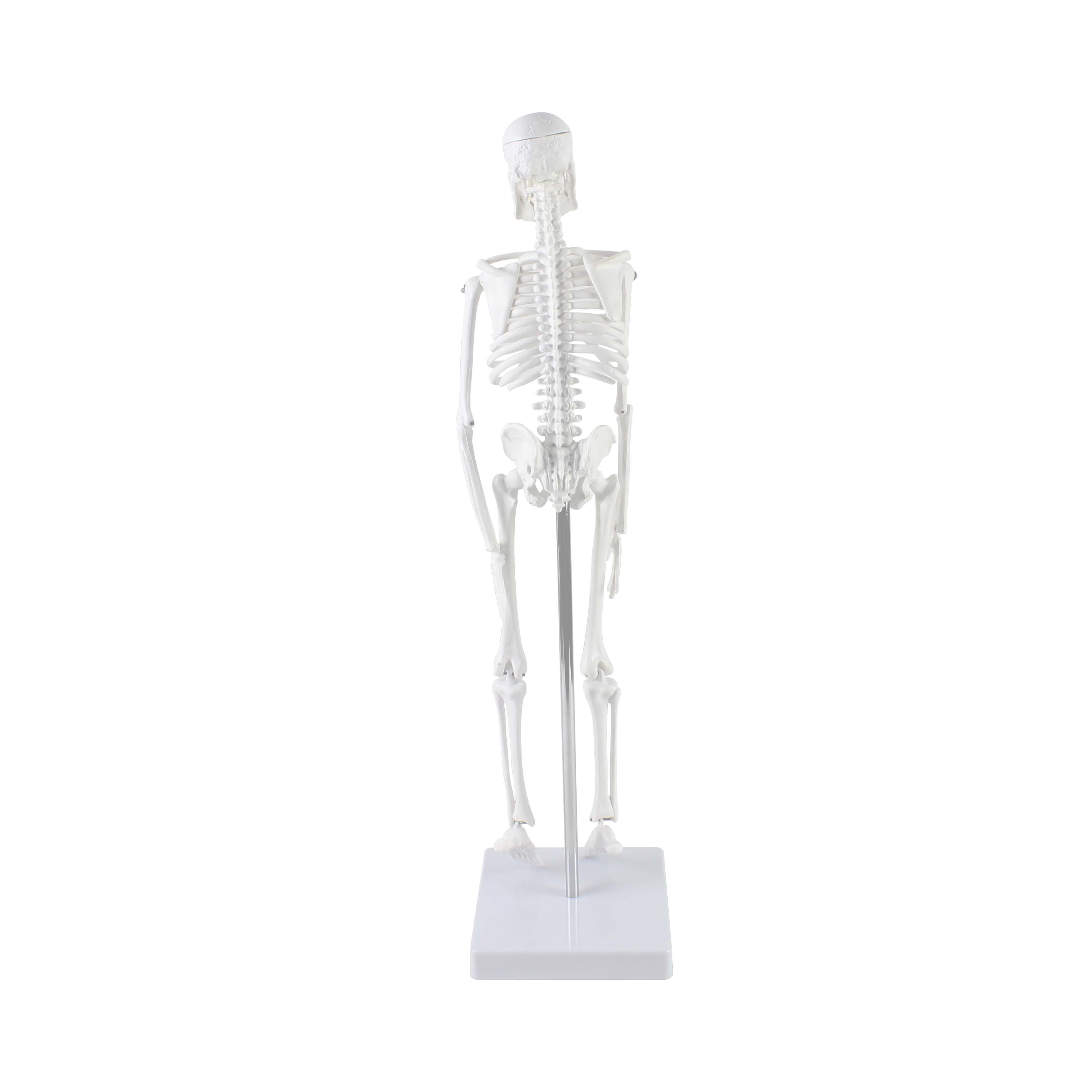 Mini Skeleton Model