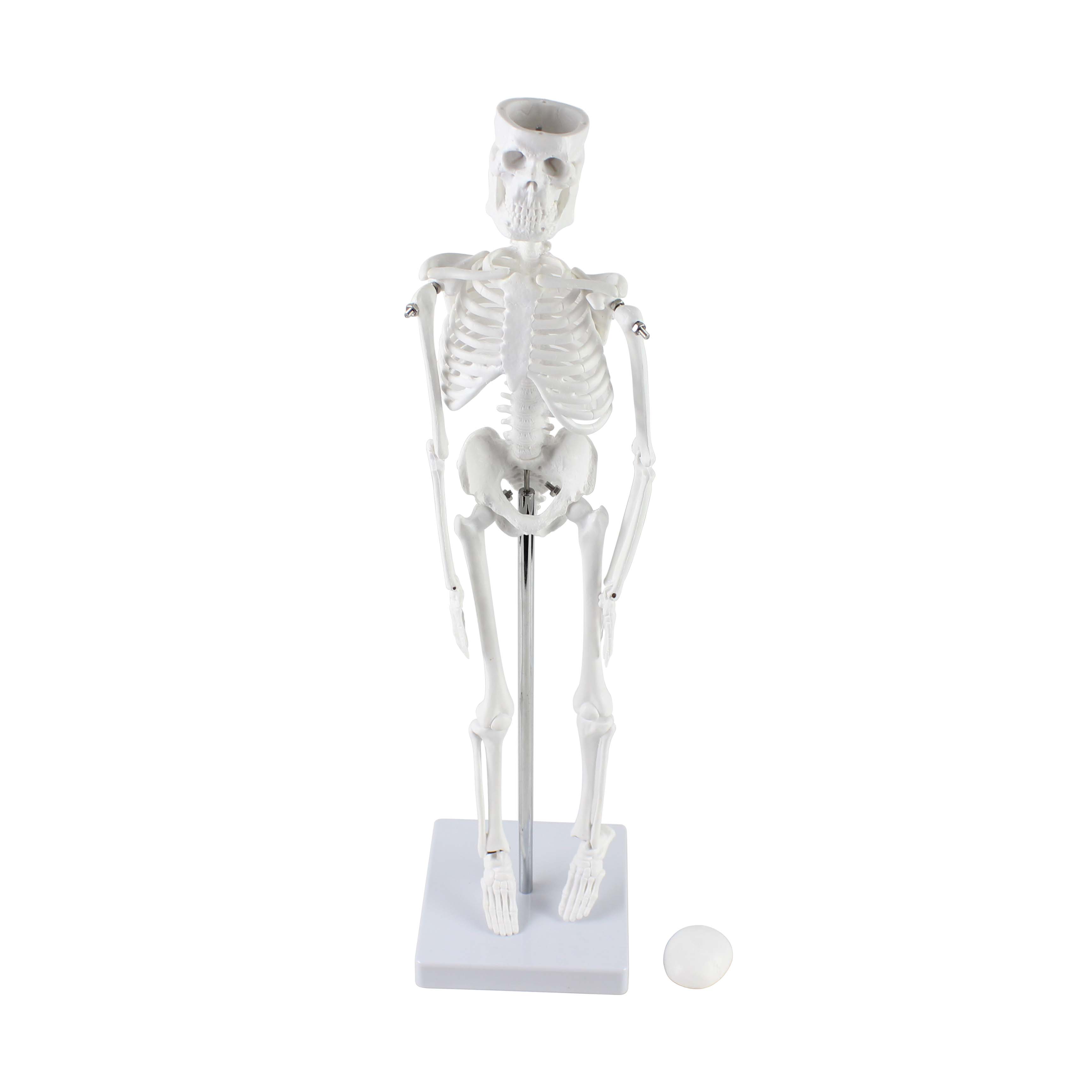 Mini Skeleton Model