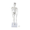 Mini Skeleton Model