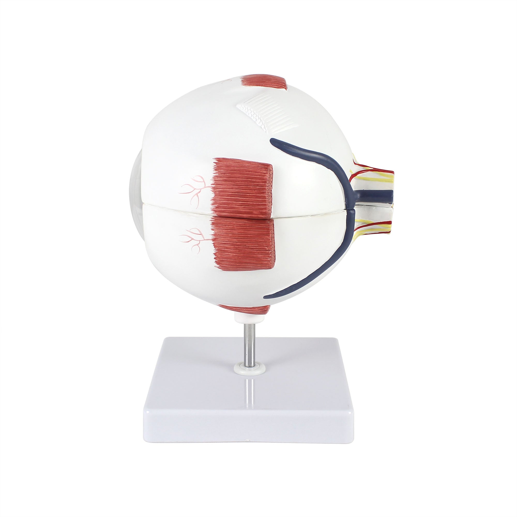 Human Eye Six Part Model