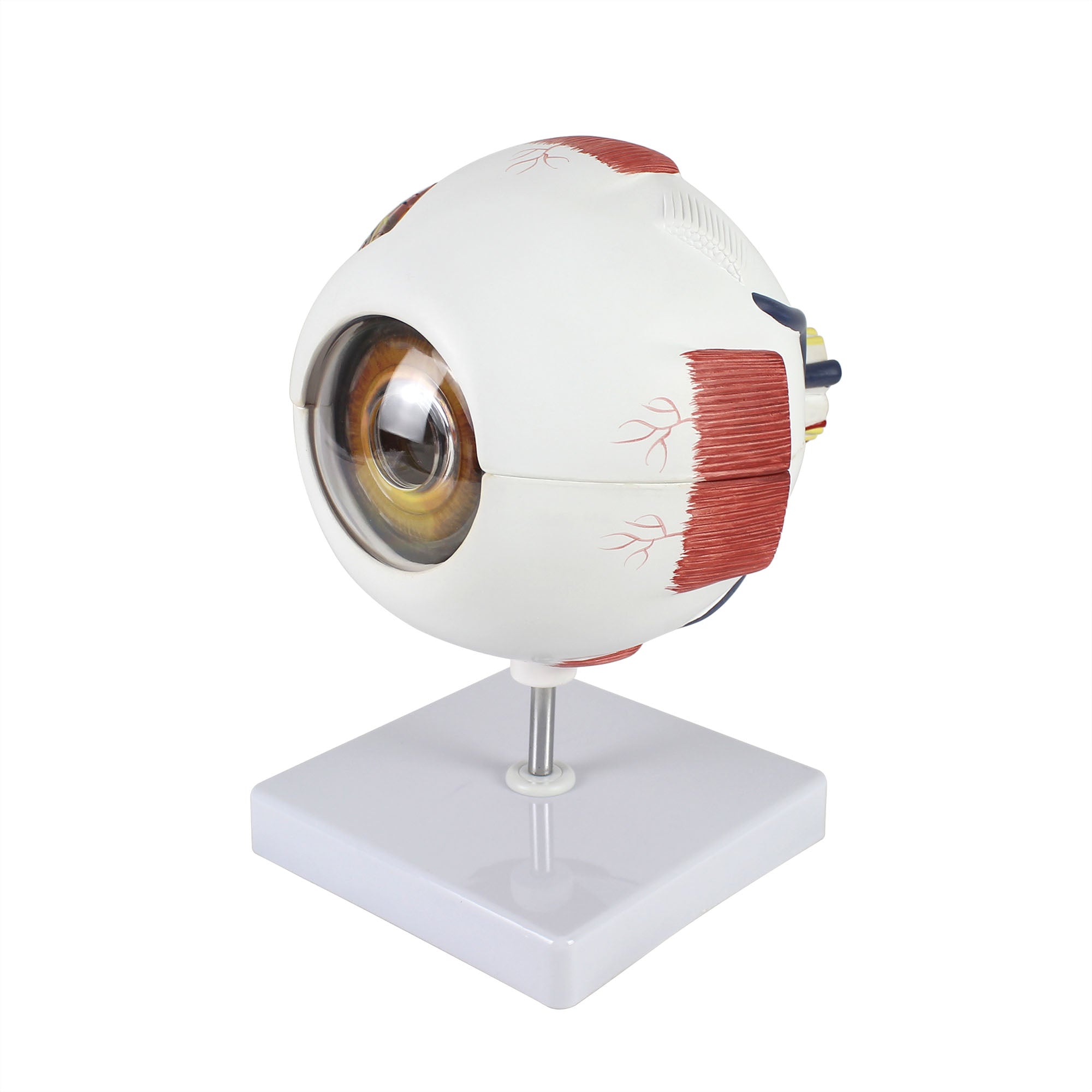 Human Eye Six Part Model