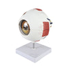 Human Eye Six Part Model