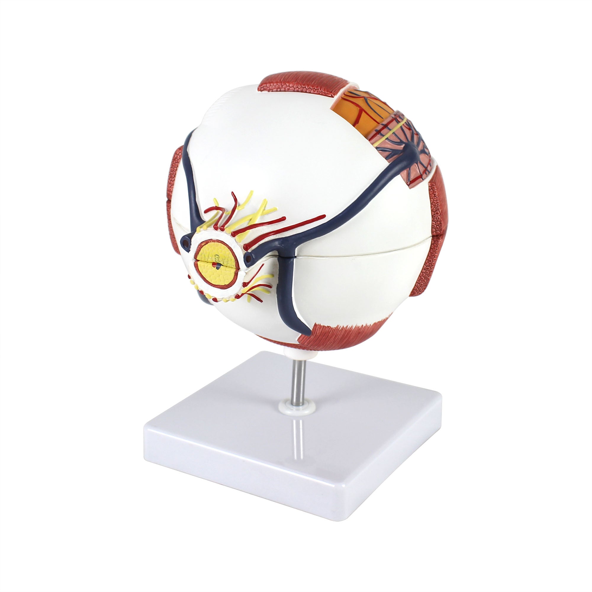 Human Eye Six Part Model