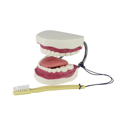 Dental Care Model