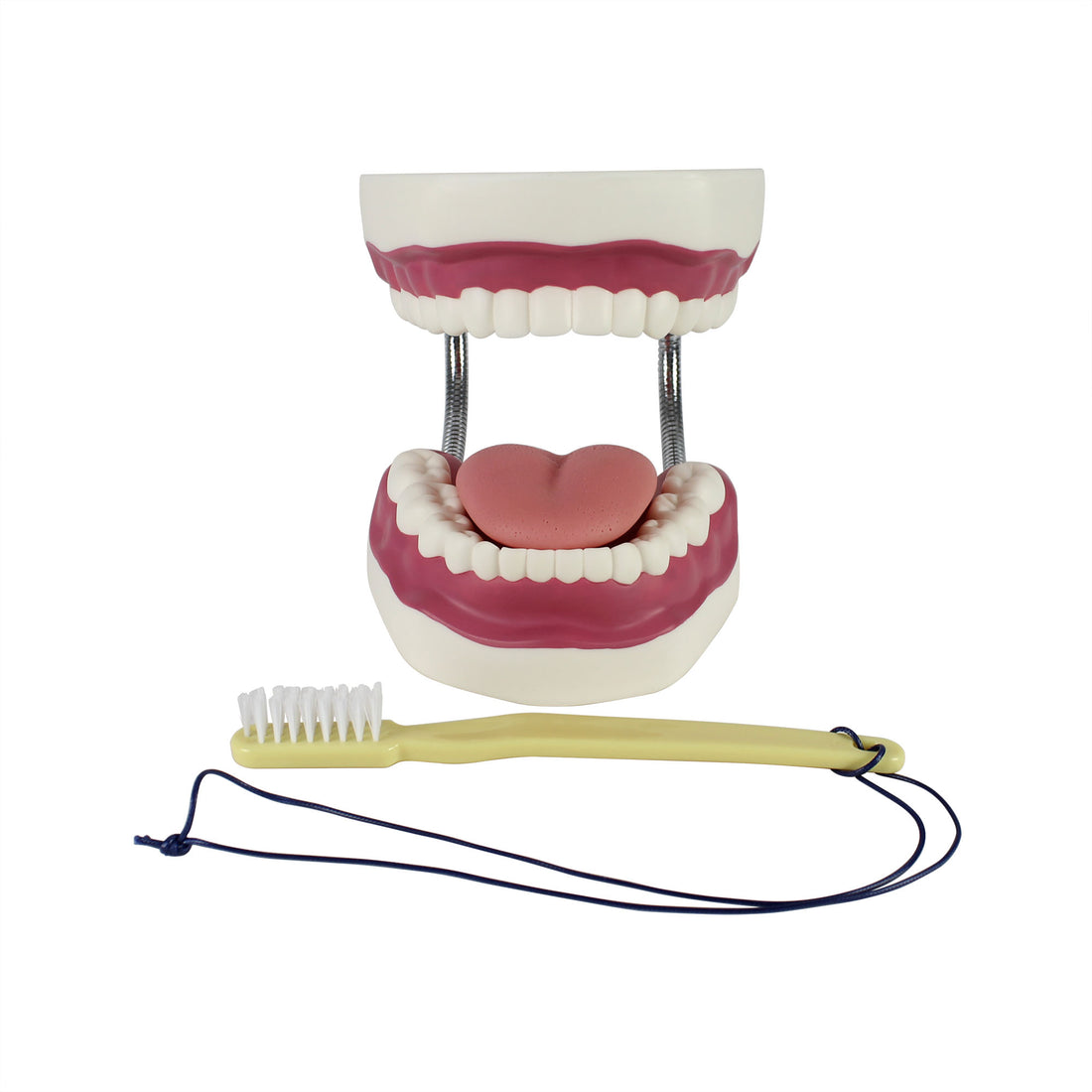 Dental Care Model