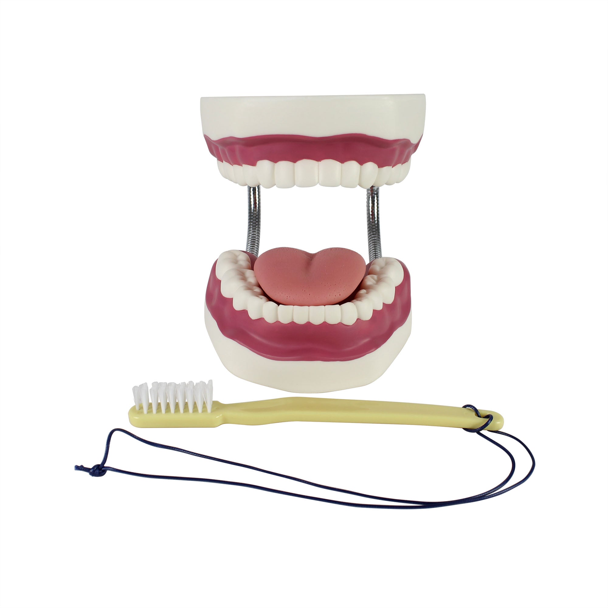 Dental Care Model