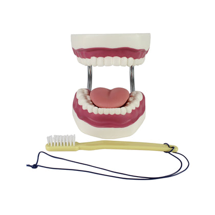 Dental Care Model