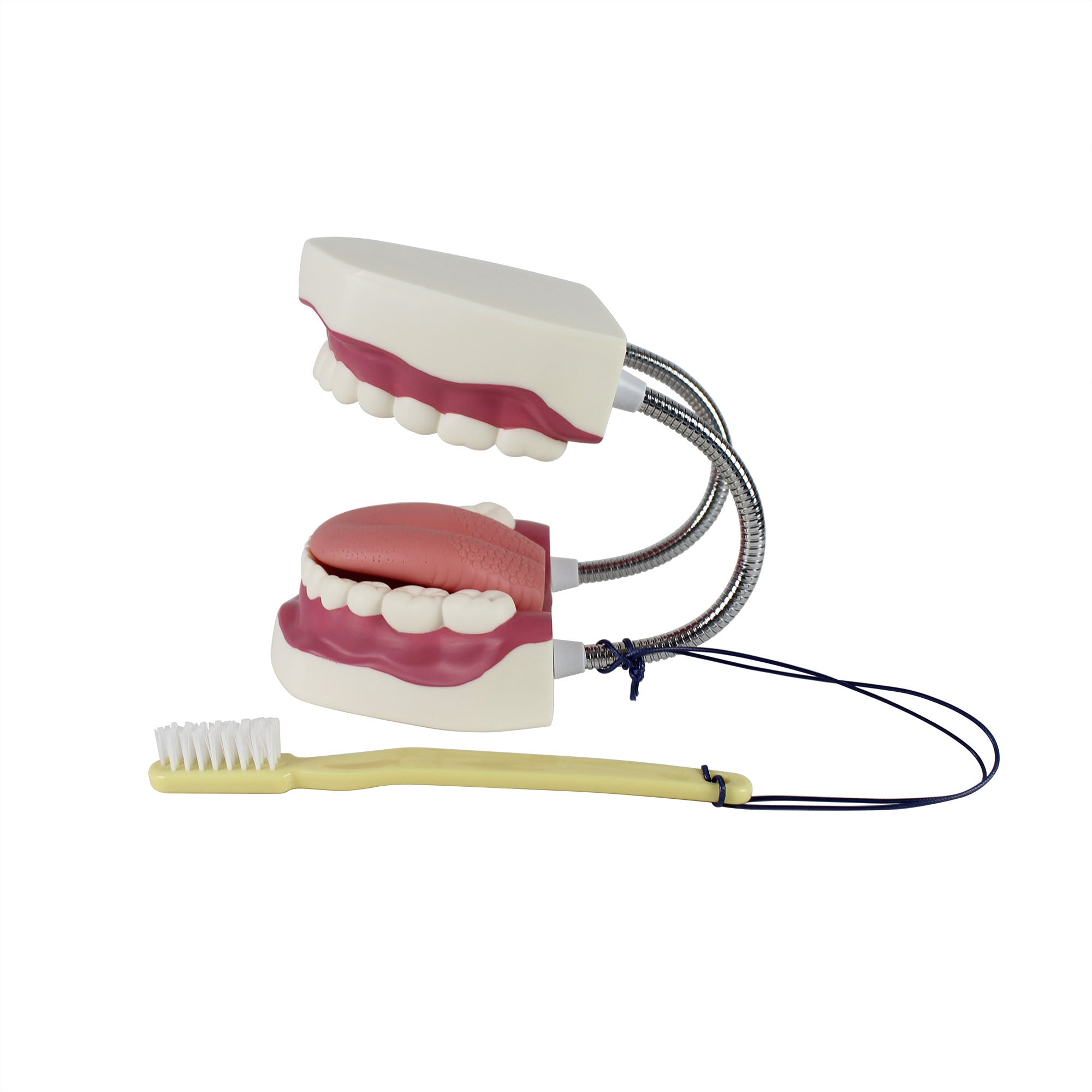 Dental Care Model