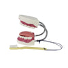 Dental Care Model