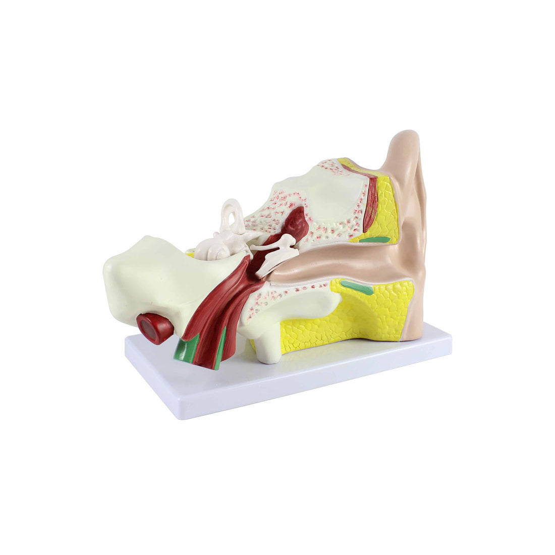 Human Ear Four Part Model