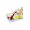 Human Ear Four Part Model
