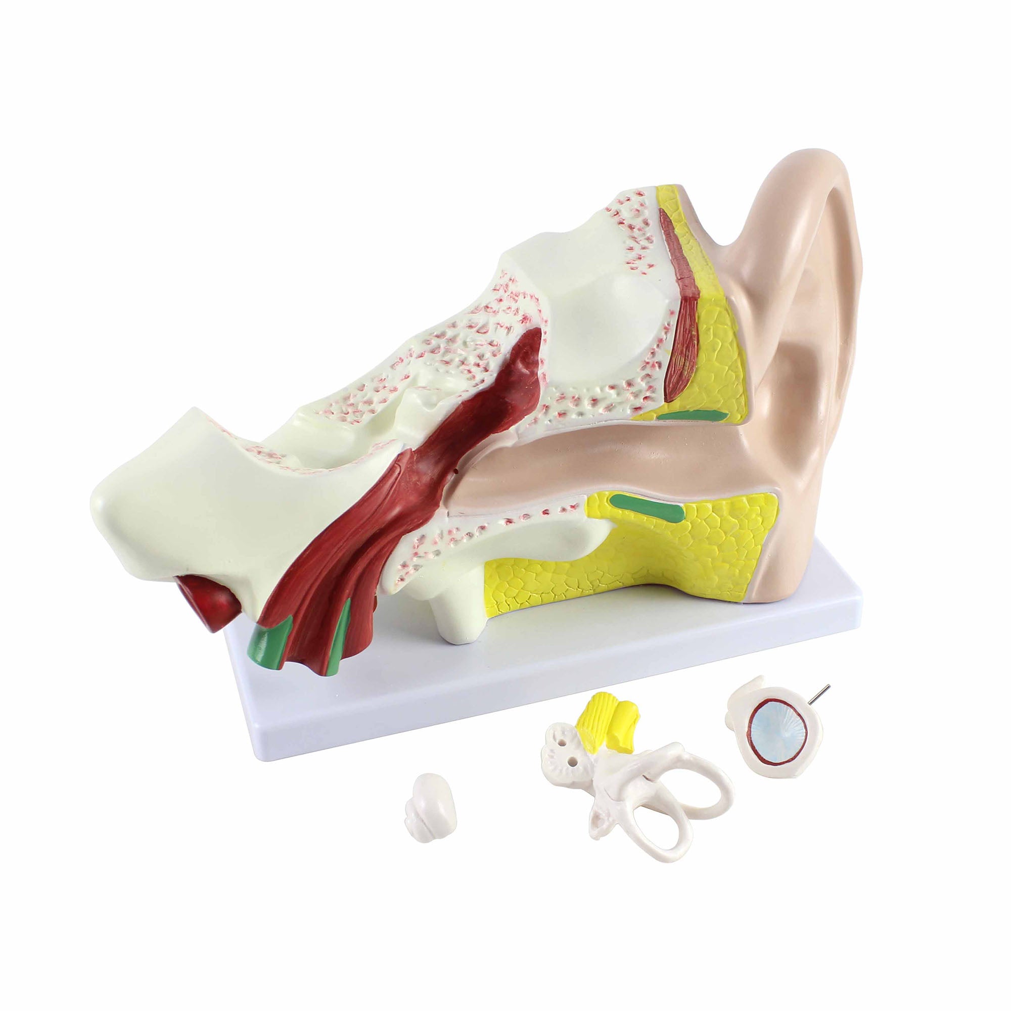 Human Ear Four Part Model