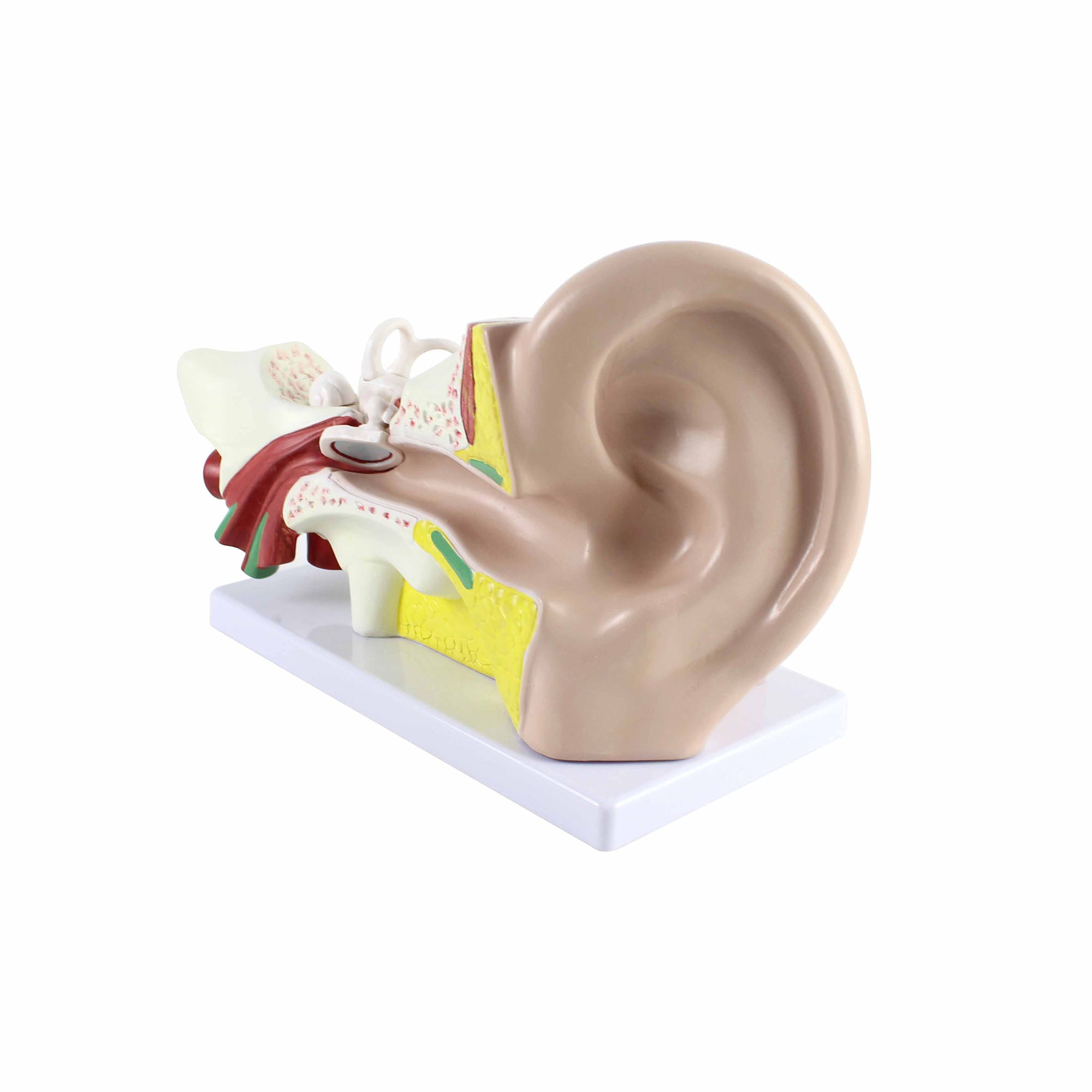 Human Ear Four Part Model