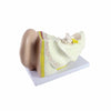 Human Ear Four Part Model