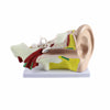 Human Ear Four Part Model