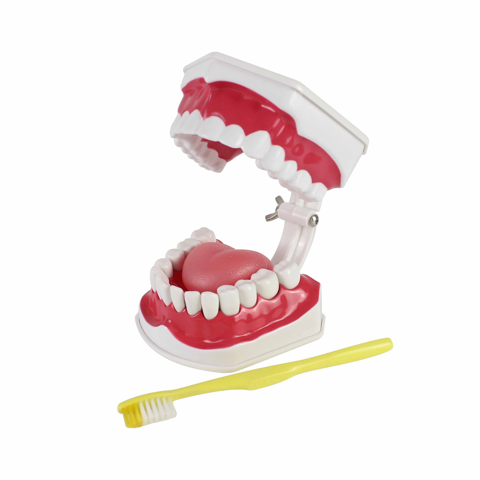 Teeth Set Anatomical