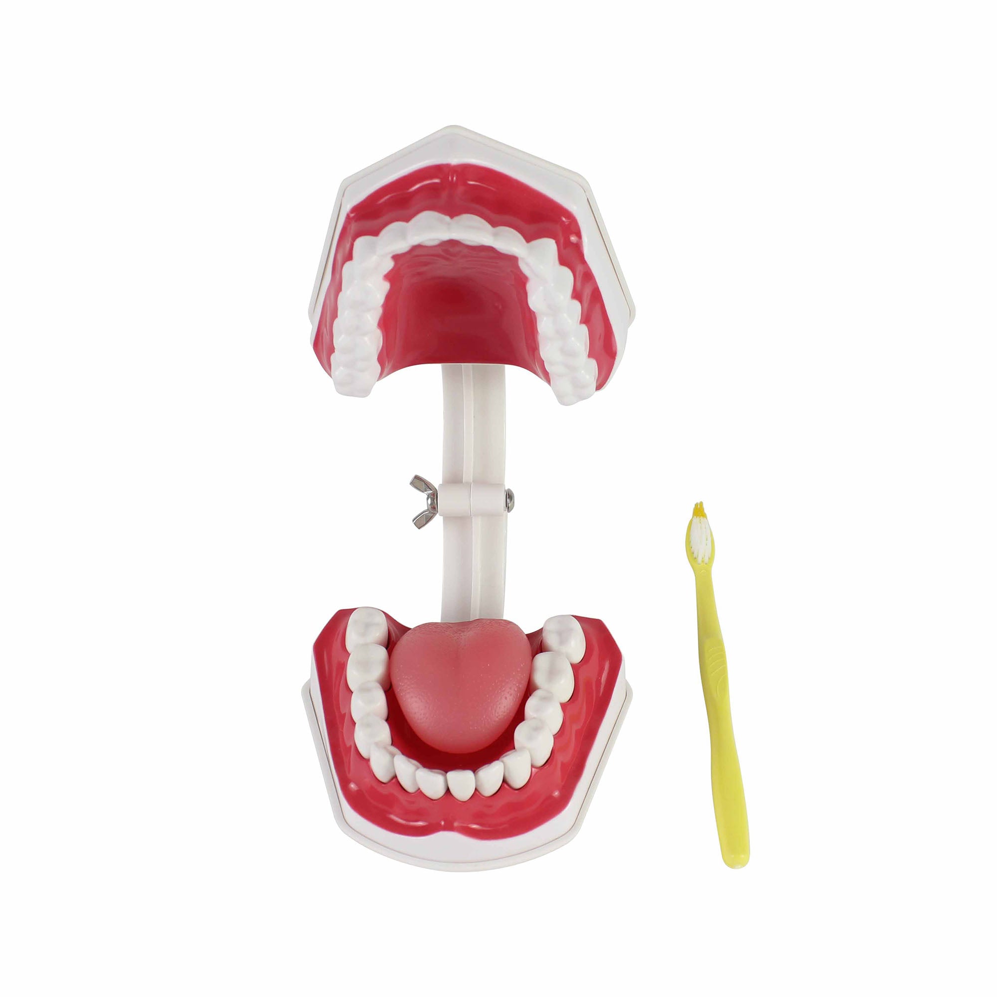 Teeth Set Anatomical