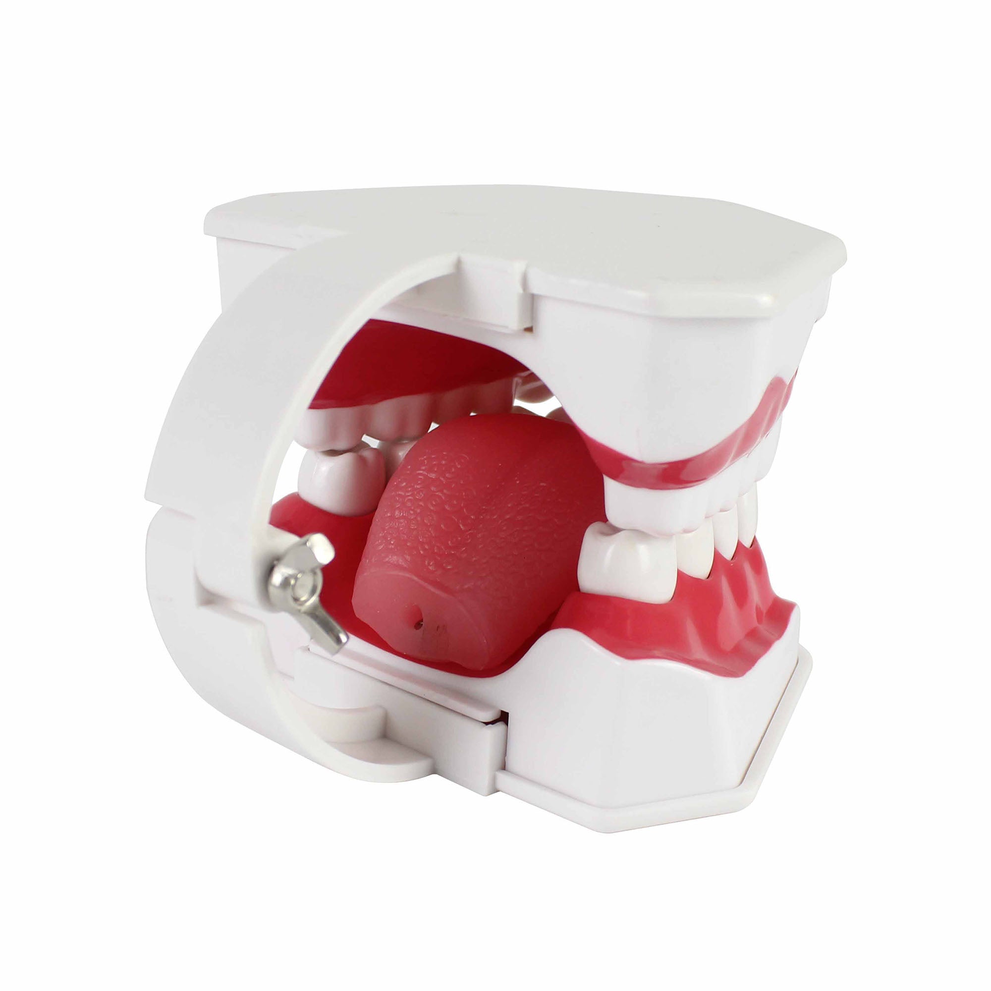 Teeth Set Anatomical