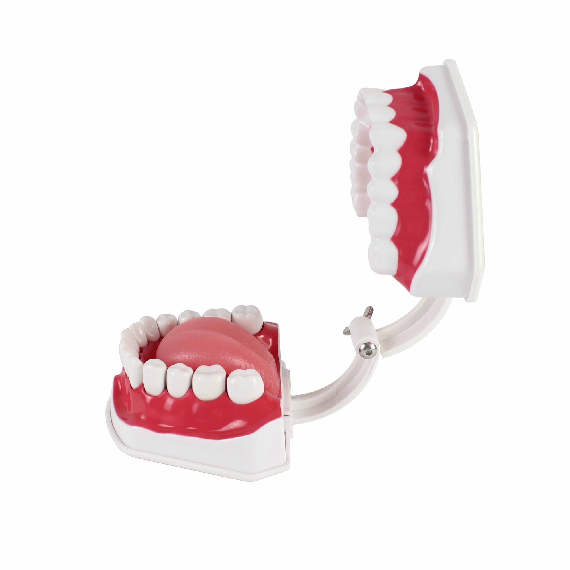 Teeth Set Anatomical