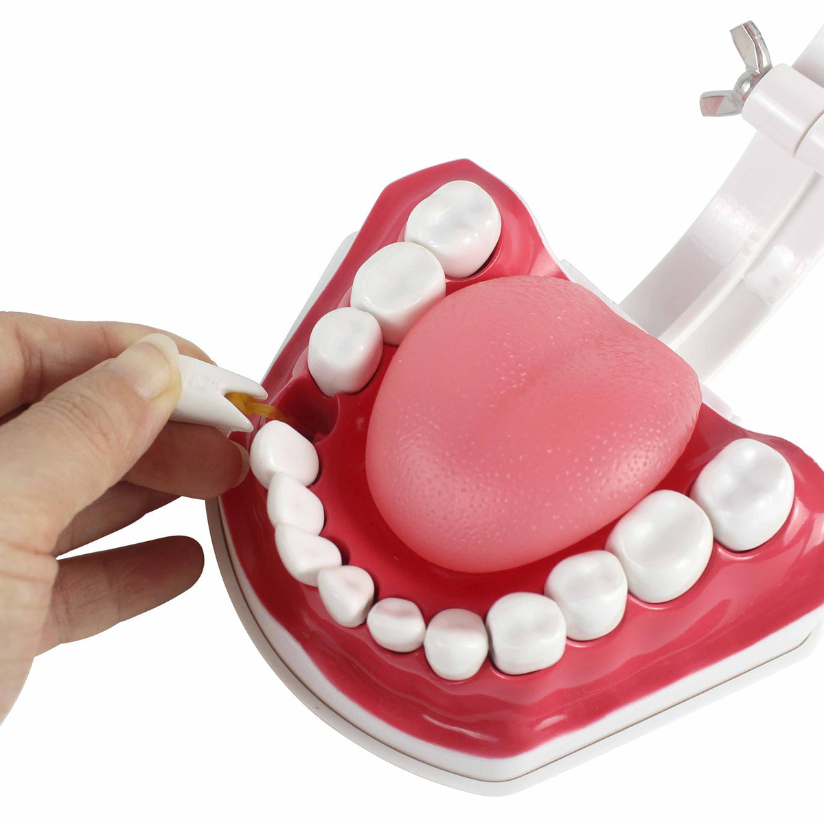 Normal Teeth Set Teeth Set Anatomical – www.texet.com