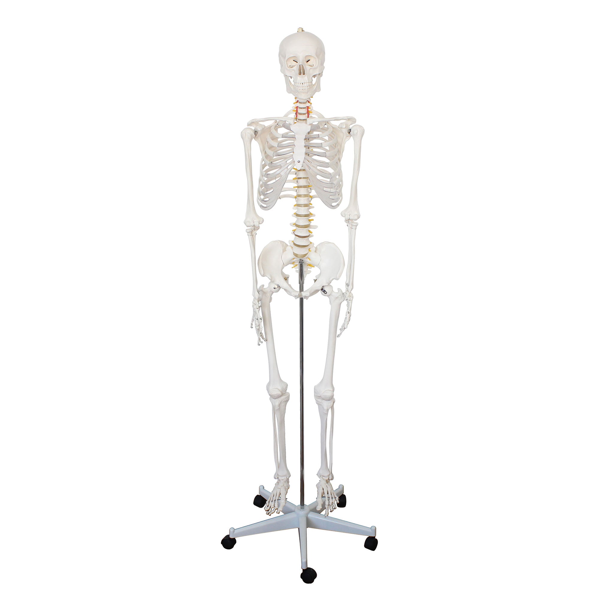 Full Size Large Skeleton Model