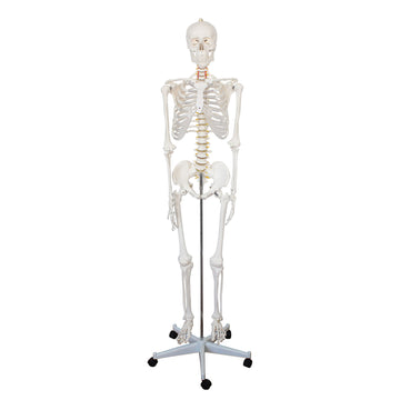 Full Size Large Skeleton Model