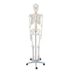 Full Size Large Skeleton Model