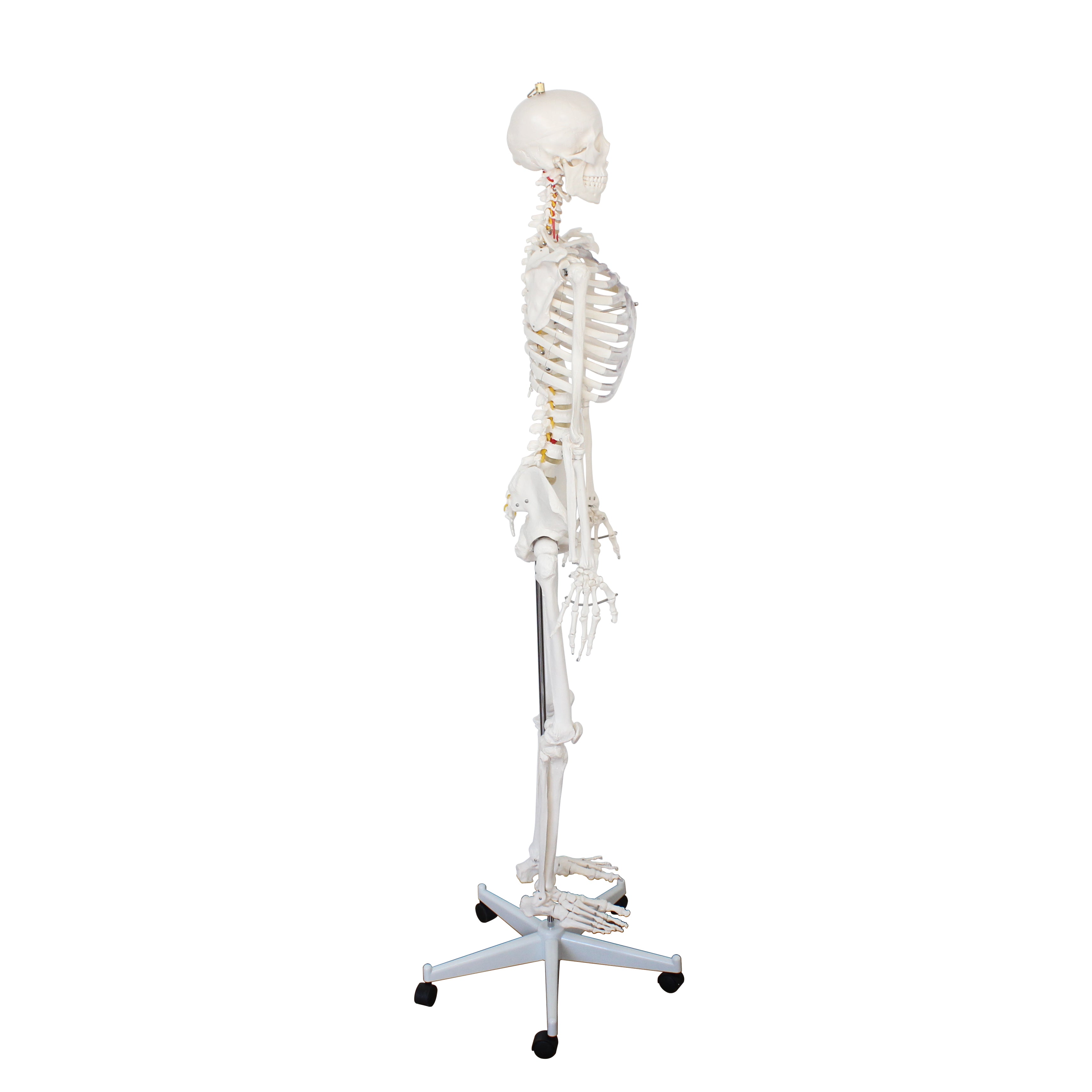 Full Size Large Skeleton Model
