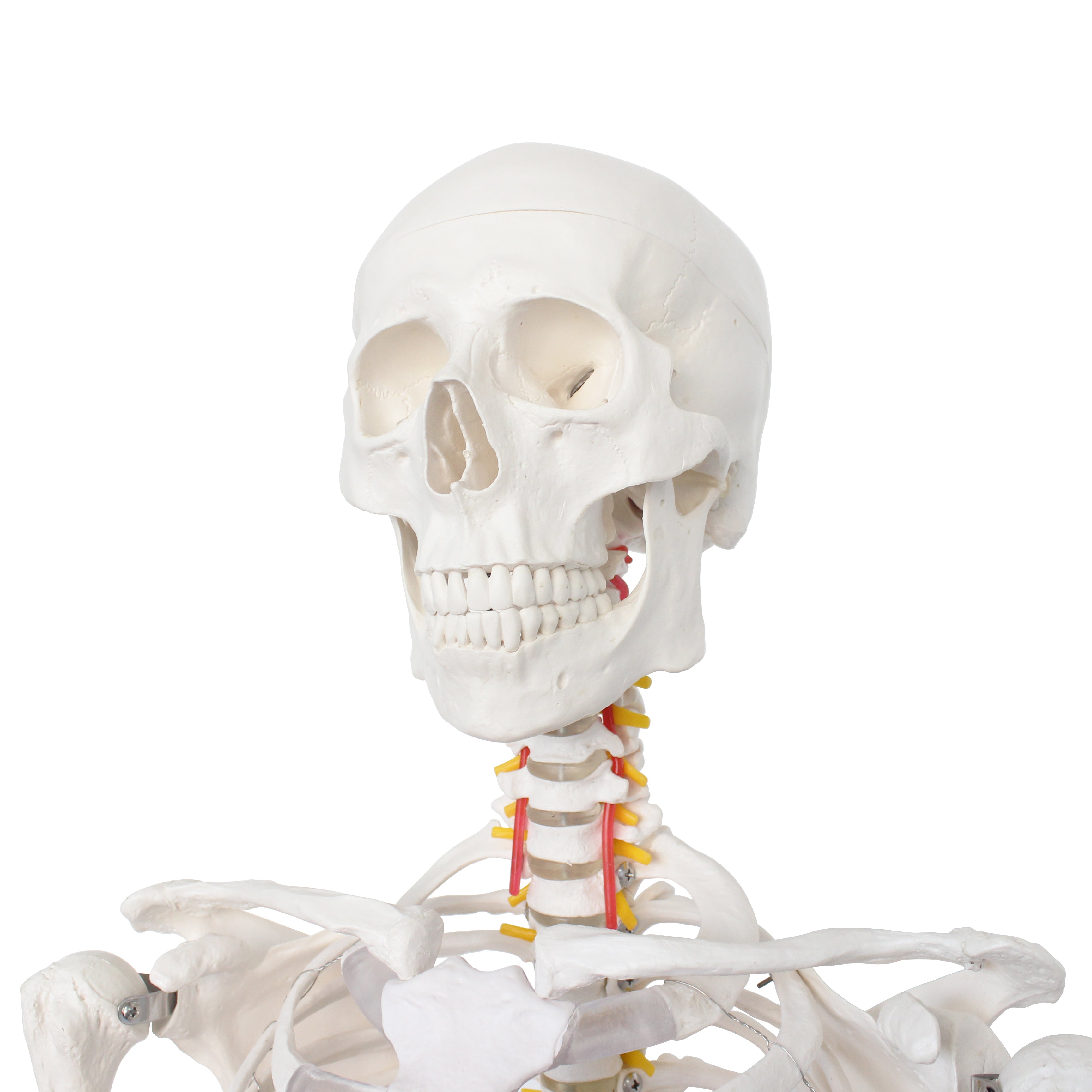 Full Size Large Skeleton Model