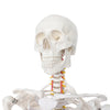 Full Size Large Skeleton Model